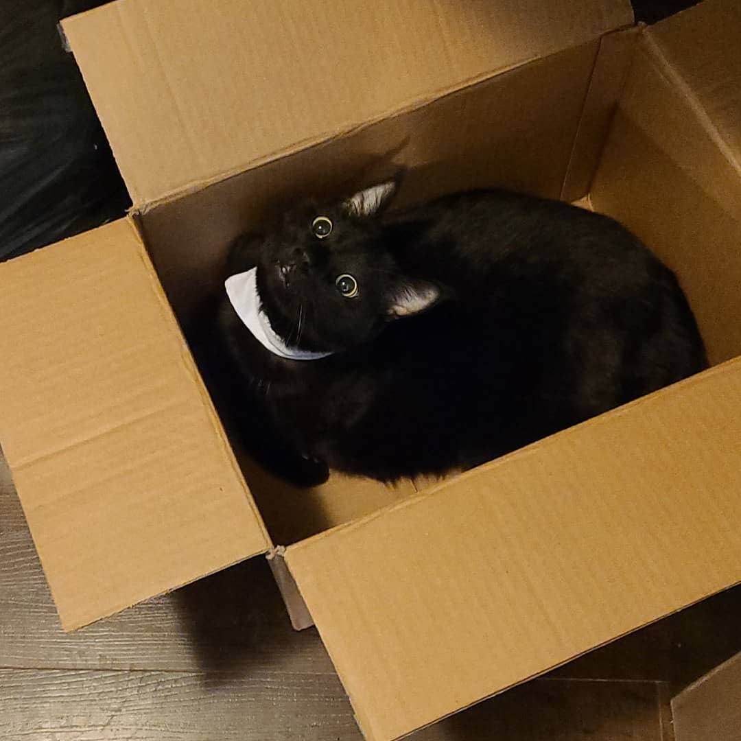 black cat in box